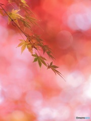 紅葉始まり ①
