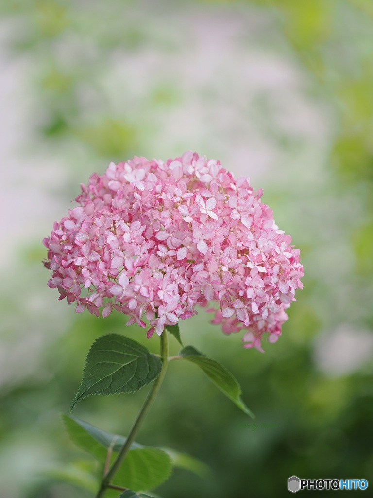 紫陽花 ～ ピンクアナベル ①
