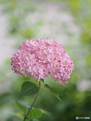 紫陽花 ～ ピンクアナベル ①