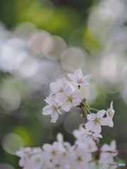 桜咲く ①