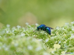 大青蜂 ②
