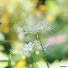 白い彼岸花 ②