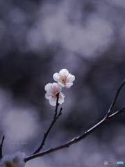 白梅