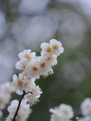 早春 ①