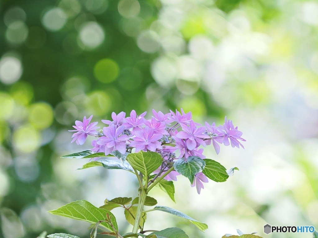 紫陽花 ①