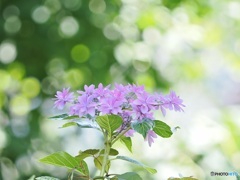 紫陽花 ①