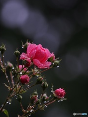 雨上がりのバラ ⑤