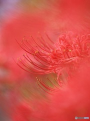 彼岸花 ②