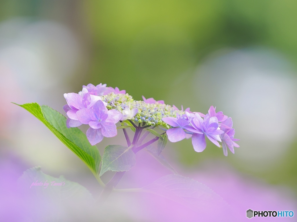 紫陽花 ③
