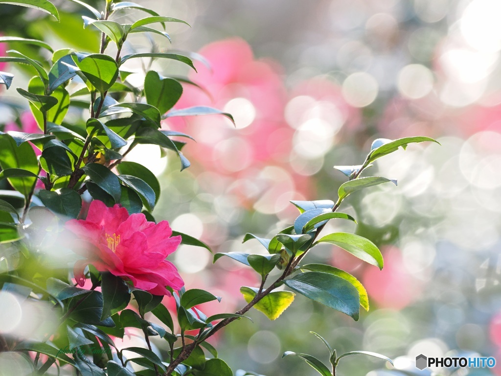 山茶花
