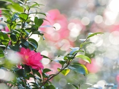 山茶花