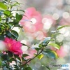 山茶花