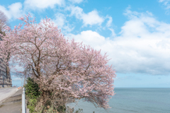 希望の桜