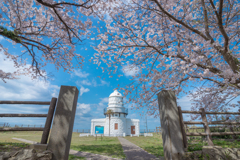 桜に囲まれた灯台