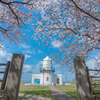 桜に囲まれた灯台