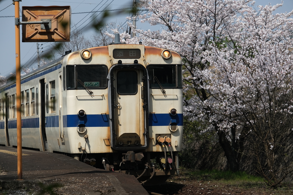 ローカル線の春