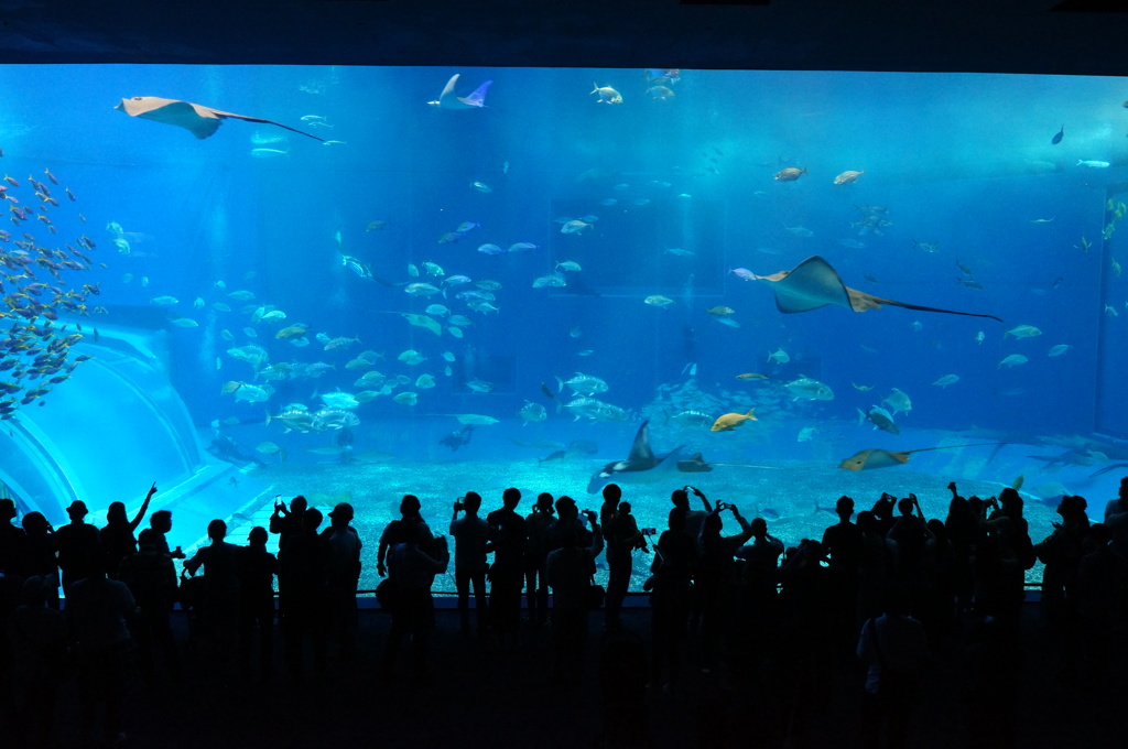 水族館鑑賞