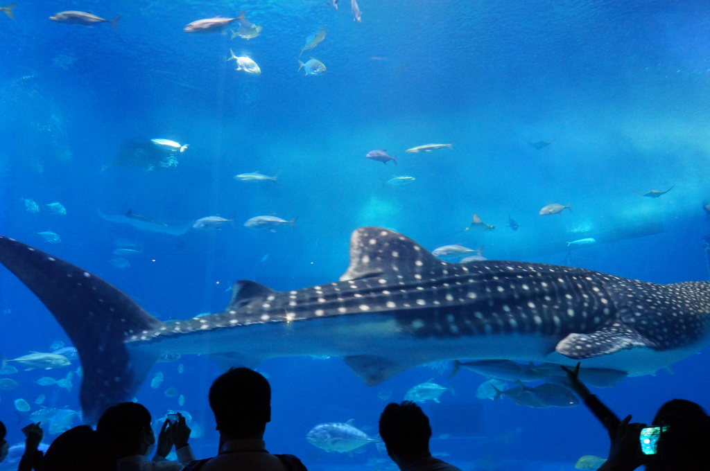 水族館鑑賞2