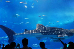 水族館鑑賞2
