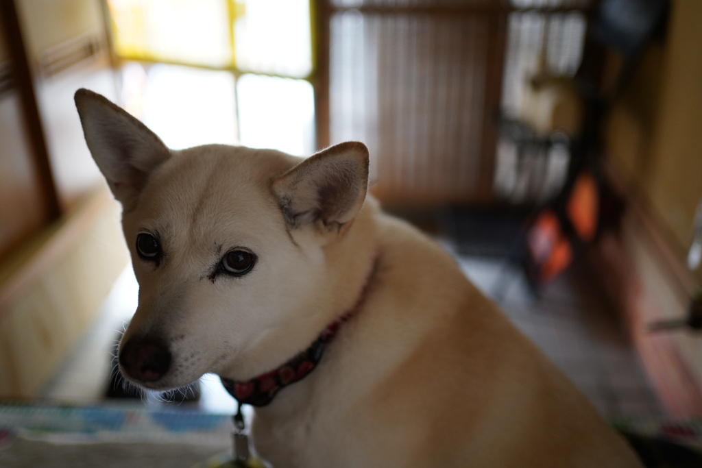 ラッピー