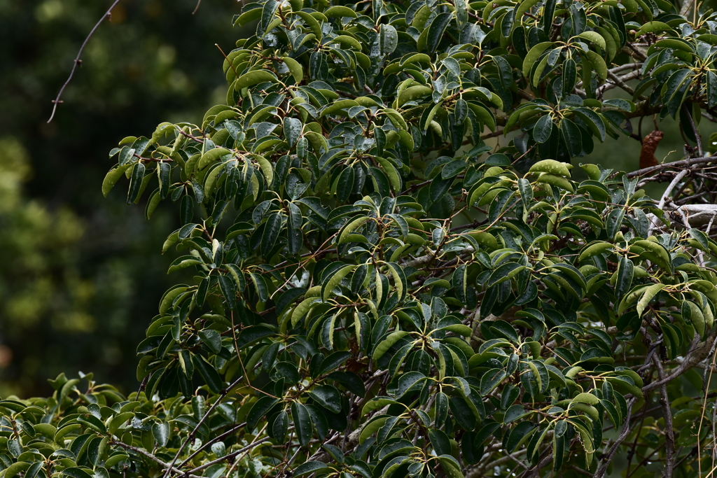 樫