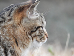 猫さん