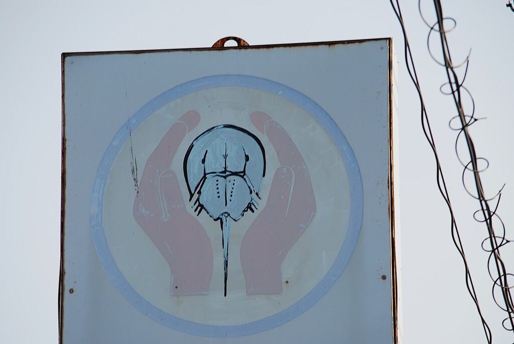 カブトガニ海岸