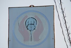 カブトガニ海岸