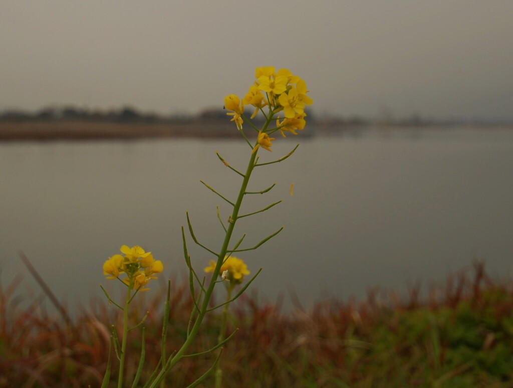 冬日　菜の花