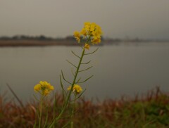 冬日　菜の花