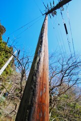 防腐処理　木製電柱