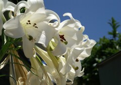 夏