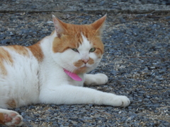 飼い猫さん