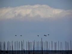 春　そして　海苔棚