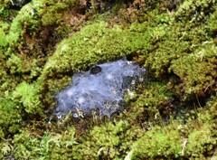 苔類