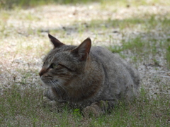 猫さん