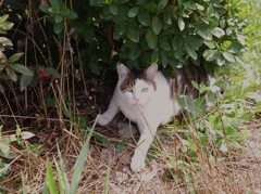 お堀　猫さん