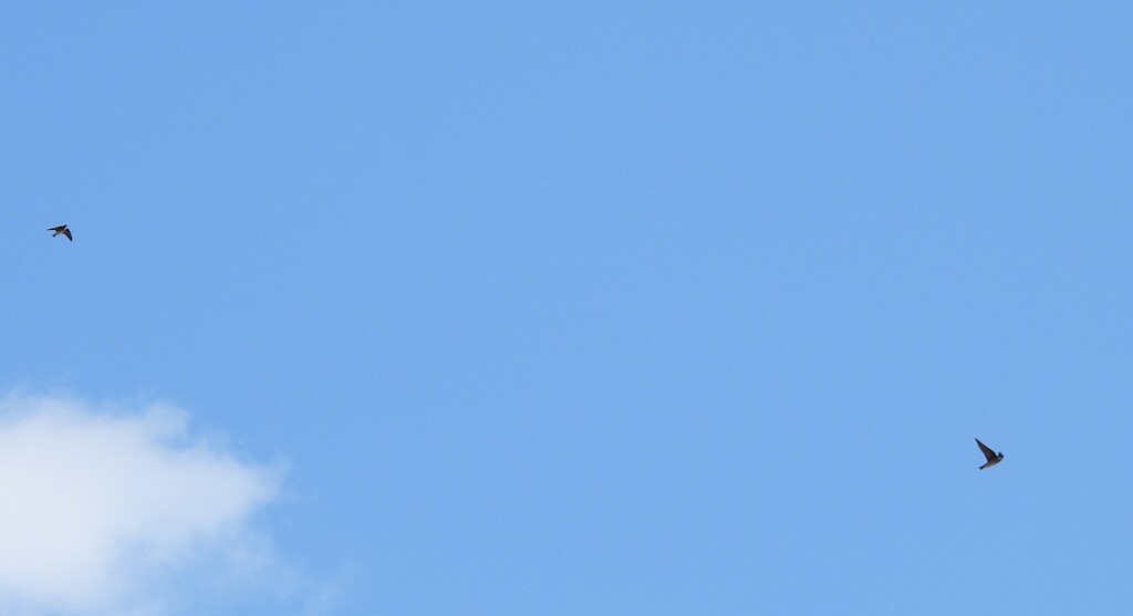 越冬　ツバメさん