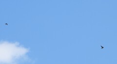 越冬　ツバメさん