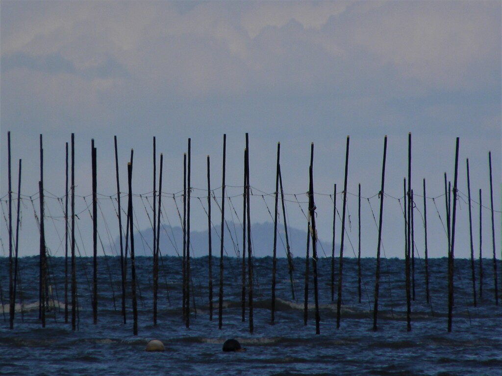 ３月　海苔棚の風景