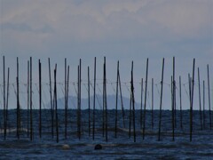 ３月　海苔棚の風景