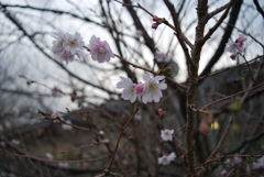 冬桜
