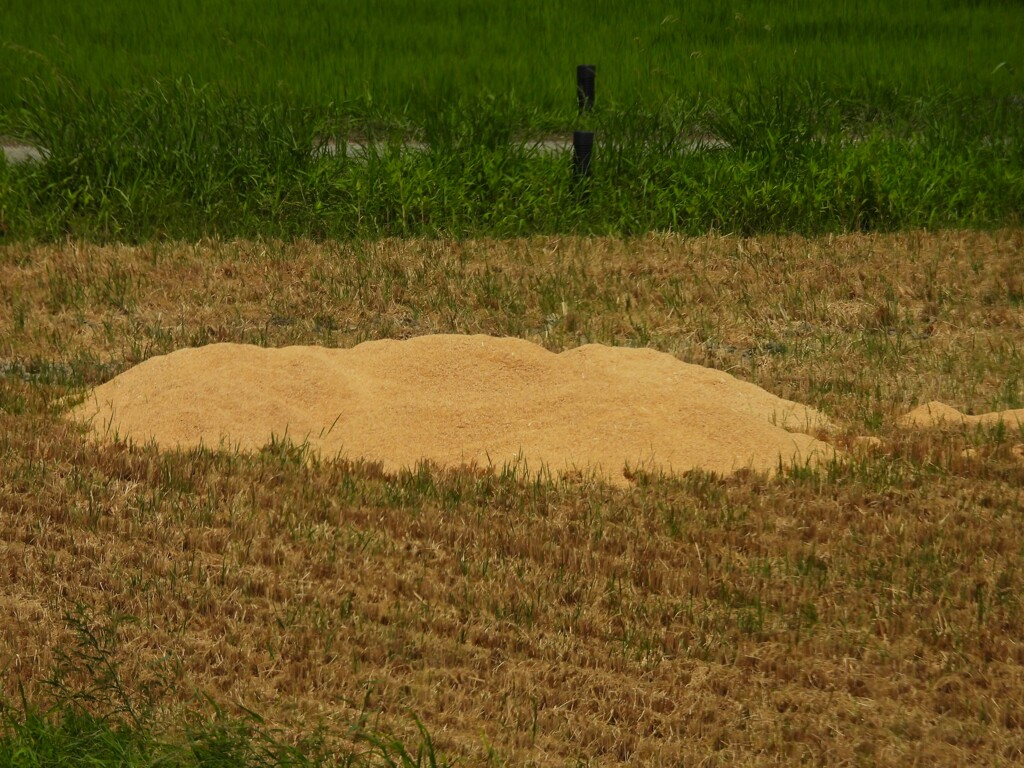 籾殻