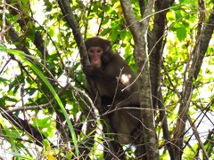寒風山のおさるさん