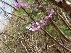 もうすぐ　山つつじ