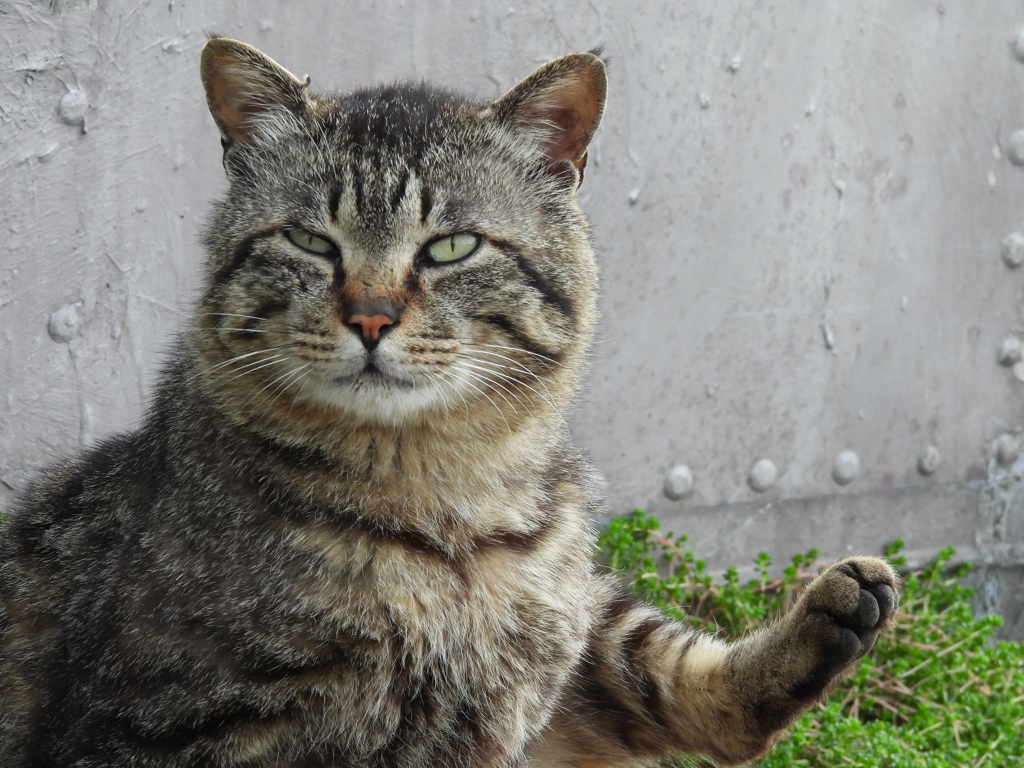 猫さん
