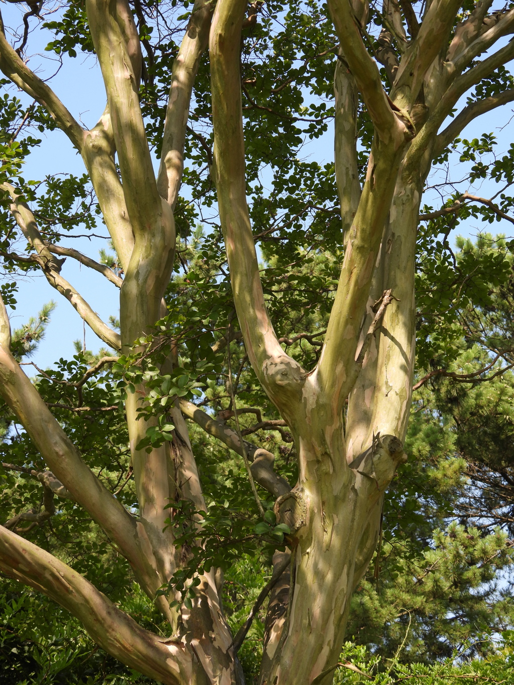 夏日　さるすべり