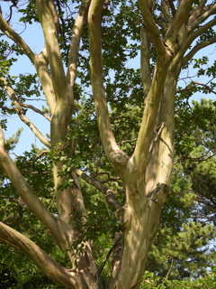 夏日　さるすべり