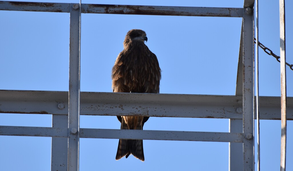 信号所　トンビさん