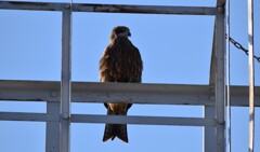 信号所　トンビさん